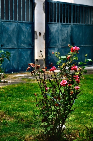 Rosen vor der Garage